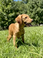 Skittles AKC red retriever, a female Golden Retriever for sale in Portland, TN – Photo 7 of 9