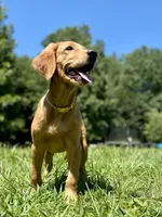 Skittles AKC red retriever, a female Golden Retriever for sale in Portland, TN – Photo 4 of 9