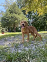 Skittles AKC red retriever, a female Golden Retriever for sale in Portland, TN – Photo 1 of 9