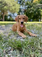 Skittles AKC red retriever, a female Golden Retriever for sale in Portland, TN – Photo 3 of 9