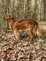 Skittles AKC red retriever, a female Golden Retriever for sale in Portland, TN – Photo 9 of 9
