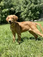 Skittles AKC red retriever, a female Golden Retriever for sale in Portland, TN – Photo 6 of 9