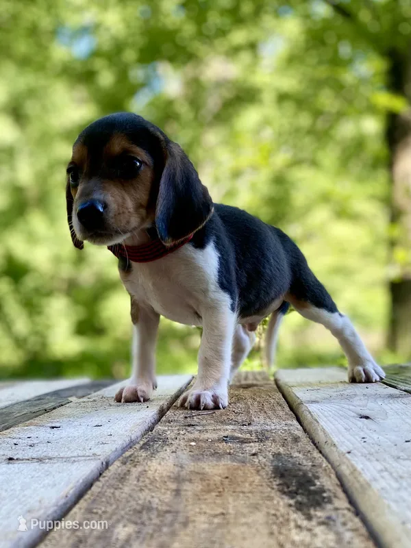 Cash AKC – Beagle puppy for sale in Portland, TN