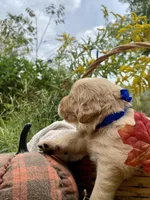 Copper AKC, a male Golden Retriever for sale in Portland, TN – Photo 3 of 8