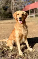 Copper AKC, a male Golden Retriever for sale in Portland, TN – Photo 5 of 8