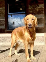 Copper AKC, a male Golden Retriever for sale in Portland, TN – Photo 7 of 8