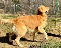 Copper AKC, a male Golden Retriever for sale in Portland, TN – Photo 6 of 8