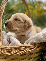 Copper AKC, a male Golden Retriever for sale in Portland, TN – Photo 4 of 8