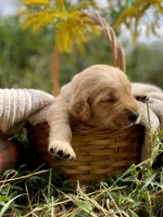 Copper AKC, a male Golden Retriever for sale in Portland, TN – Photo 2 of 8