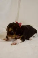 Reba AKC, a female Beagle for sale in Portland, TN – 3 of 5