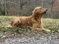 AKC Male puppy, a male Golden Retriever for sale in Portland, TN – Photo 9 of 10