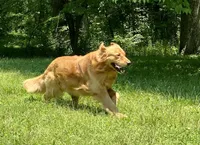 AKC Male puppy, a male Golden Retriever for sale in Portland, TN – Photo 6 of 10