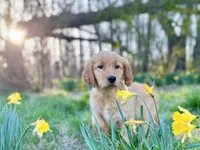 AKC Male puppy, a male Golden Retriever for sale in Portland, TN – Photo 2 of 10