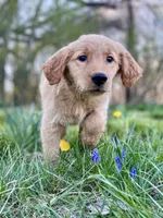 AKC Male puppy, a male Golden Retriever for sale in Portland, TN – Photo 1 of 10