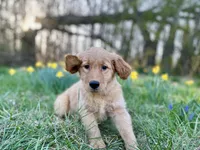 AKC Male puppy, a male Golden Retriever for sale in Portland, TN – Photo 3 of 10