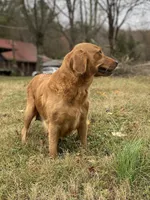 AKC Male puppy, a male Golden Retriever for sale in Portland, TN – Photo 7 of 10