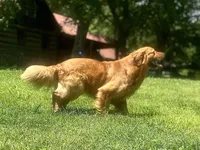 AKC Male puppy, a male Golden Retriever for sale in Portland, TN – Photo 4 of 10