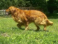 AKC Male puppy, a male Golden Retriever for sale in Portland, TN – Photo 5 of 10