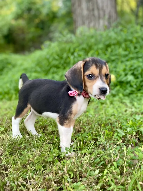 Reba AKC – Beagle puppy for sale in Portland, TN