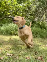 AKC Charlotte, a female Golden Retriever for sale in Portland, TN – Photo 5 of 9