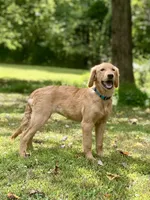 AKC Charlotte, a female Golden Retriever for sale in Portland, TN – Photo 1 of 9