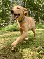 AKC Charlotte, a female Golden Retriever for sale in Portland, TN – Photo 4 of 9