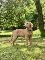 AKC Charlotte, a female Golden Retriever for sale in Portland, TN – Photo 6 of 9