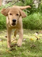 AKC Charlotte, a female Golden Retriever for sale in Portland, TN – Photo 2 of 9