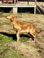 AKC Charlotte, a female Golden Retriever for sale in Portland, TN – Photo 7 of 9