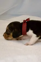Cash AKC, a male Beagle for sale in Portland, TN – 3 of 5