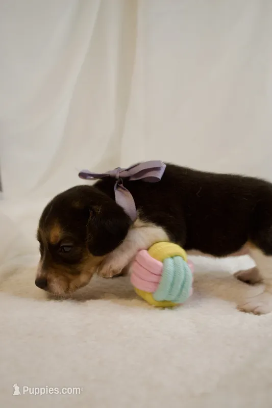 Patsy AKC – Beagle puppy for sale in Portland, TN
