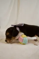 Patsy AKC, a female Beagle for sale in Portland, TN – 1 of 5