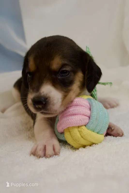 Loretta AKC – Beagle puppy for sale in Portland, TN