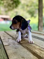 Patsy AKC, a female Beagle for sale in Portland, TN – 8 of 10