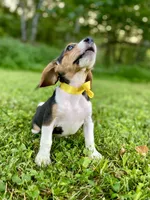 Dolly AKC, a female Beagle for sale in Portland, TN – 2 of 10