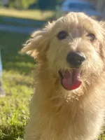 Colby, a male Goldendoodle for sale in Portland, TN – 4 of 10