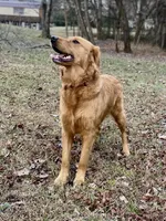 Stella AKC, a female Golden Retriever for sale in Portland, TN – Photo 2 of 10