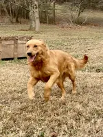 Stella AKC, a female Golden Retriever for sale in Portland, TN – Photo 5 of 10