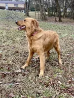 Stella AKC, a female Golden Retriever for sale in Portland, TN – Photo 8 of 10