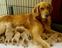 Stella AKC, a female Golden Retriever for sale in Portland, TN – Photo 9 of 10