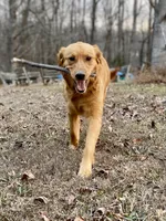 Stella AKC, a female Golden Retriever for sale in Portland, TN – Photo 4 of 10