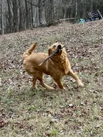 Stella AKC, a female Golden Retriever for sale in Portland, TN – Photo 6 of 10