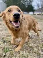 Stella AKC, a female Golden Retriever for sale in Portland, TN – Photo 7 of 10