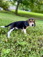 Dolly AKC, a female Beagle for sale in Portland, TN – 5 of 10
