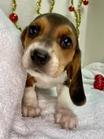 Tri-color AKC, a female Beagle for sale in Portland, TN – Photo 7 of 10