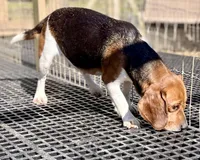 Tri-color AKC, a female Beagle for sale in Portland, TN – Photo 9 of 10