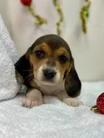 Tri-color AKC, a female Beagle for sale in Portland, TN – Photo 4 of 10