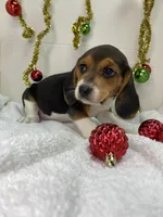 Tri-color AKC, a female Beagle for sale in Portland, TN – Photo 8 of 10