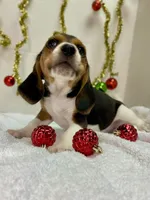 Tri-color AKC, a female Beagle for sale in Portland, TN – Photo 3 of 10