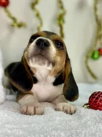 Tri-color AKC, a female Beagle for sale in Portland, TN – Photo 1 of 10